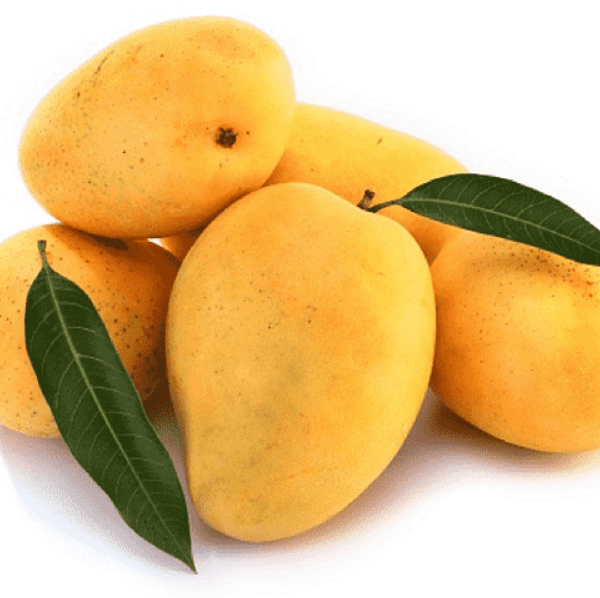 Alphonso Mango
